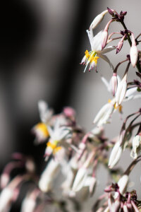 Arthropodium Cirrhatum 'Te Puna'